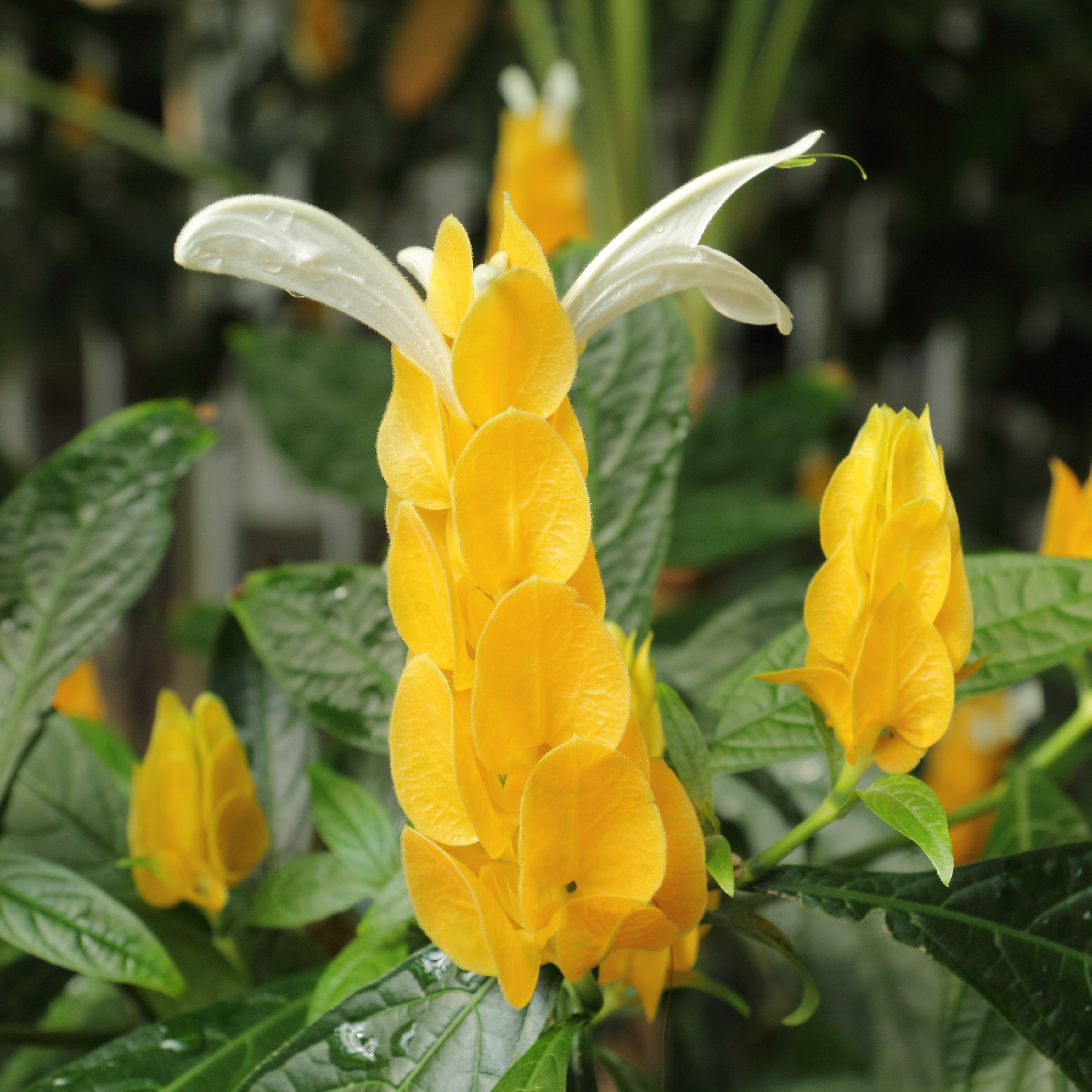 پاچیستاچیس